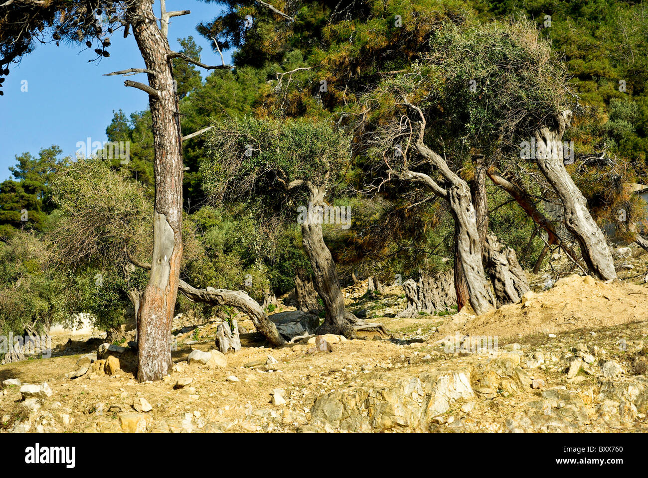 Olivier vieux de plusieurs siècles sur l'île de Thassos Grèce Banque D'Images