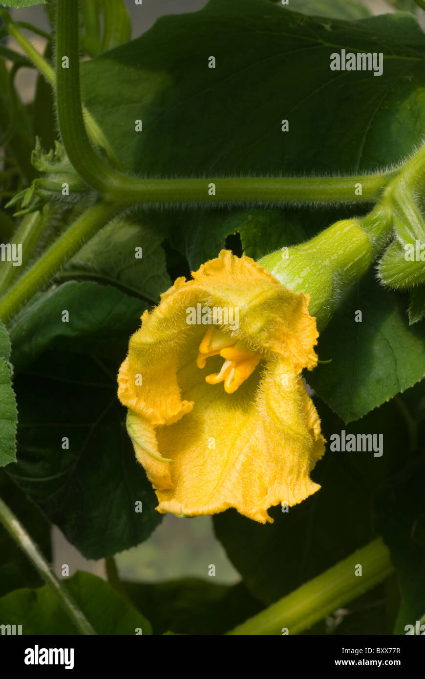 'Courge musquée Waltham (Cucurbita moschata)' qui se développe dans un polytunnel dans le sud du Yorkshire, Angleterre. Banque D'Images