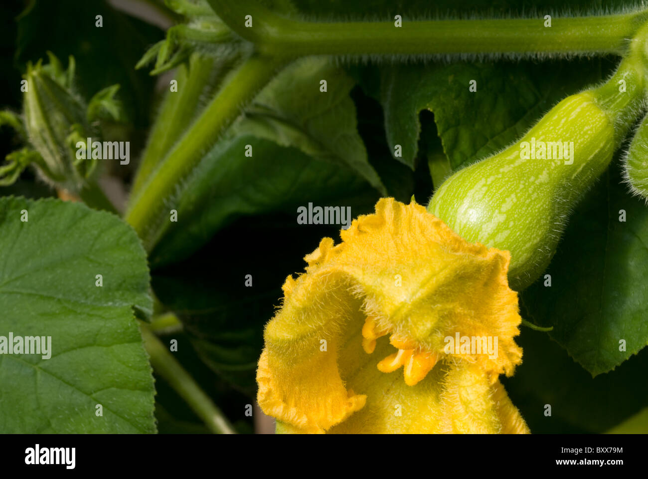 'Courge musquée Waltham (Cucurbita moschata)' qui se développe dans un polytunnel dans le sud du Yorkshire, Angleterre. Banque D'Images