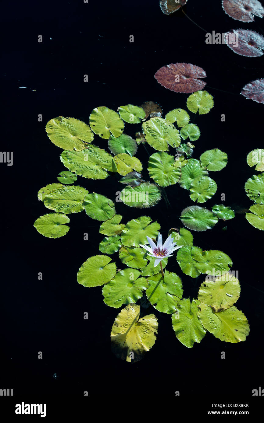 Fleur de Lotus dans l'eau, l'eau sombre et fleur, plante de lotus Banque D'Images