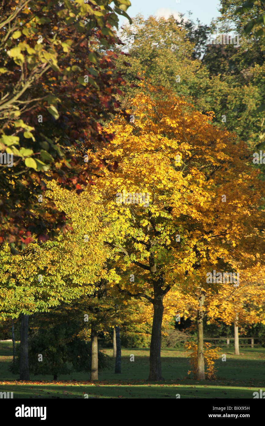 Walton Hall and Gardens. Voir l'automne de Walton Hall gardens. Banque D'Images