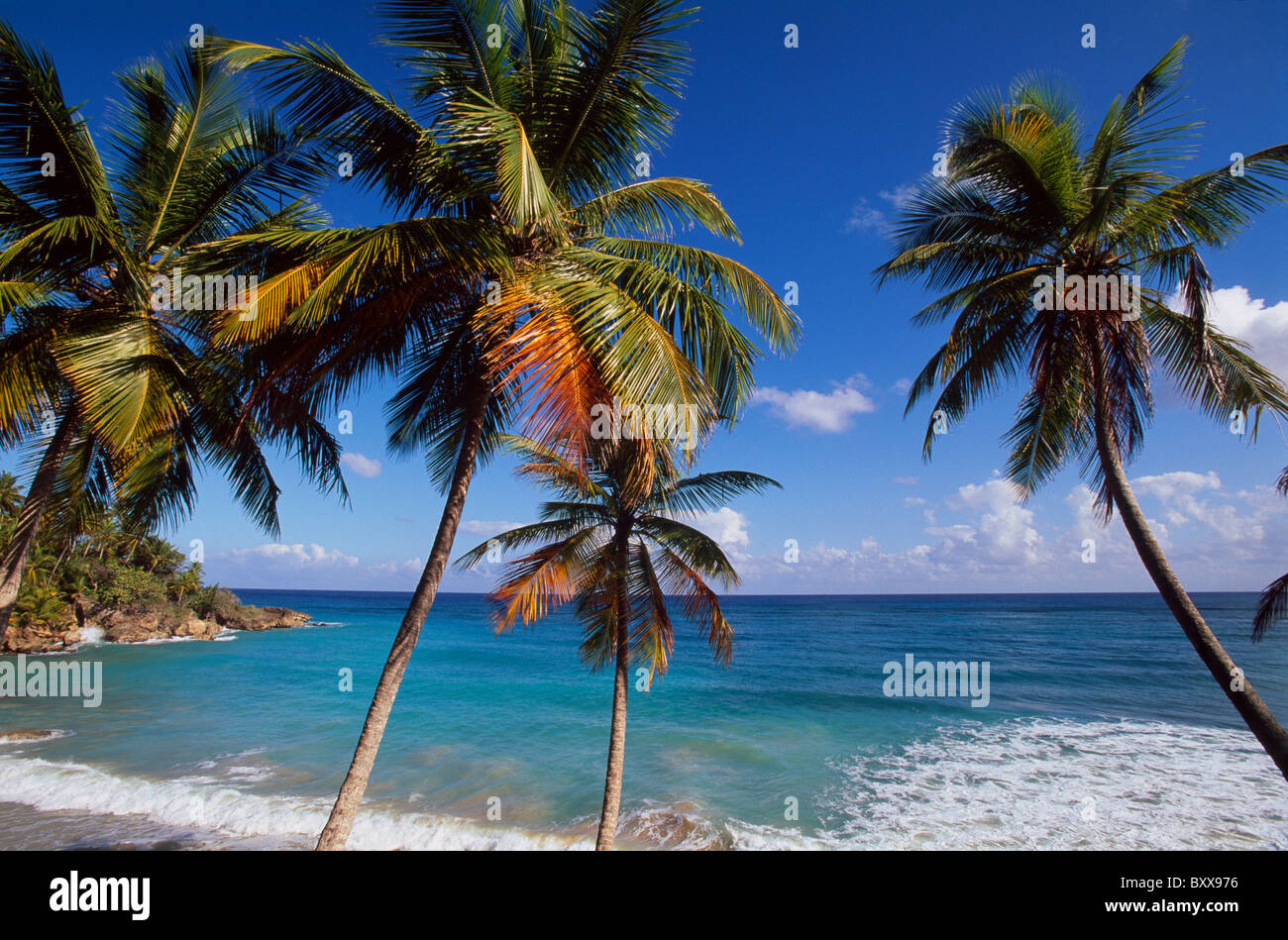 Près de la baie de Rio San Juan, Playa Grande, Côte-Nord, de la République Dominicaine Banque D'Images