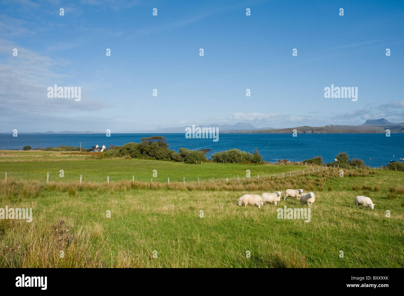 Moutons dans le champ à la baie de Gruinard sur laide Ross & Cromarty Highland Ecosse Banque D'Images