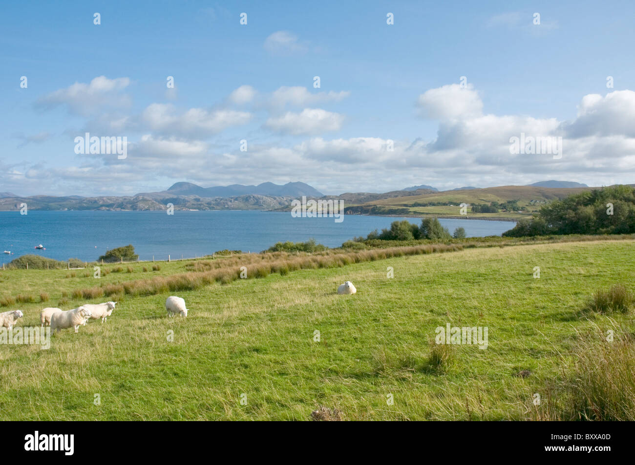 Moutons dans le champ à la baie de Gruinard sur laide Ross & Cromarty Highland Ecosse Banque D'Images