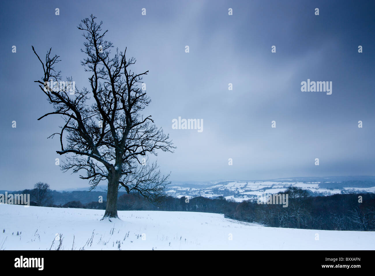 Arbre de chêne et neige morte Banque D'Images