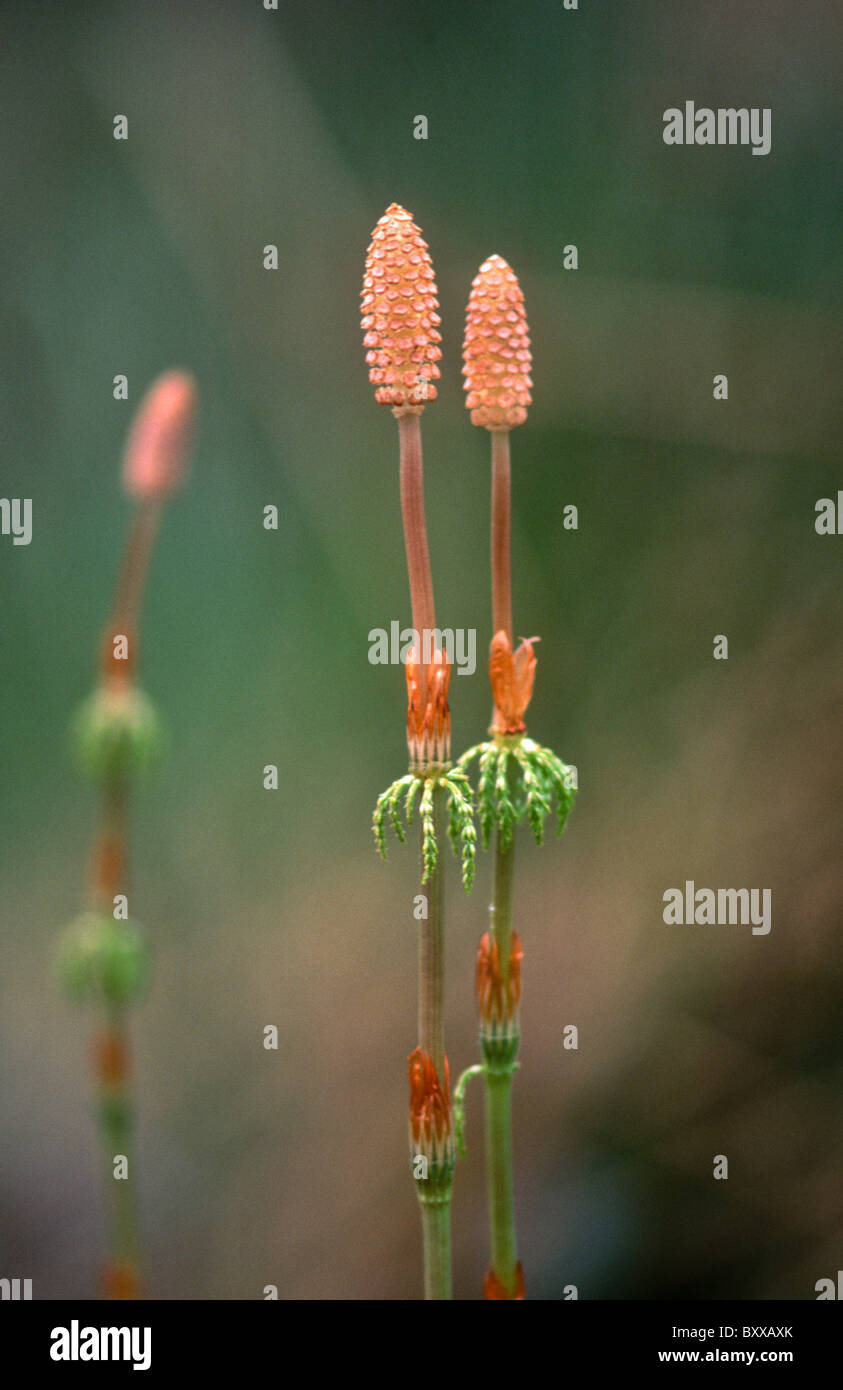 equisetum-palustre-banque-de-photographies-et-d-images-haute