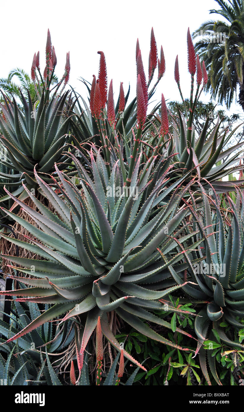 La floraison des cactus, aloès, Aloe marlothii Banque D'Images