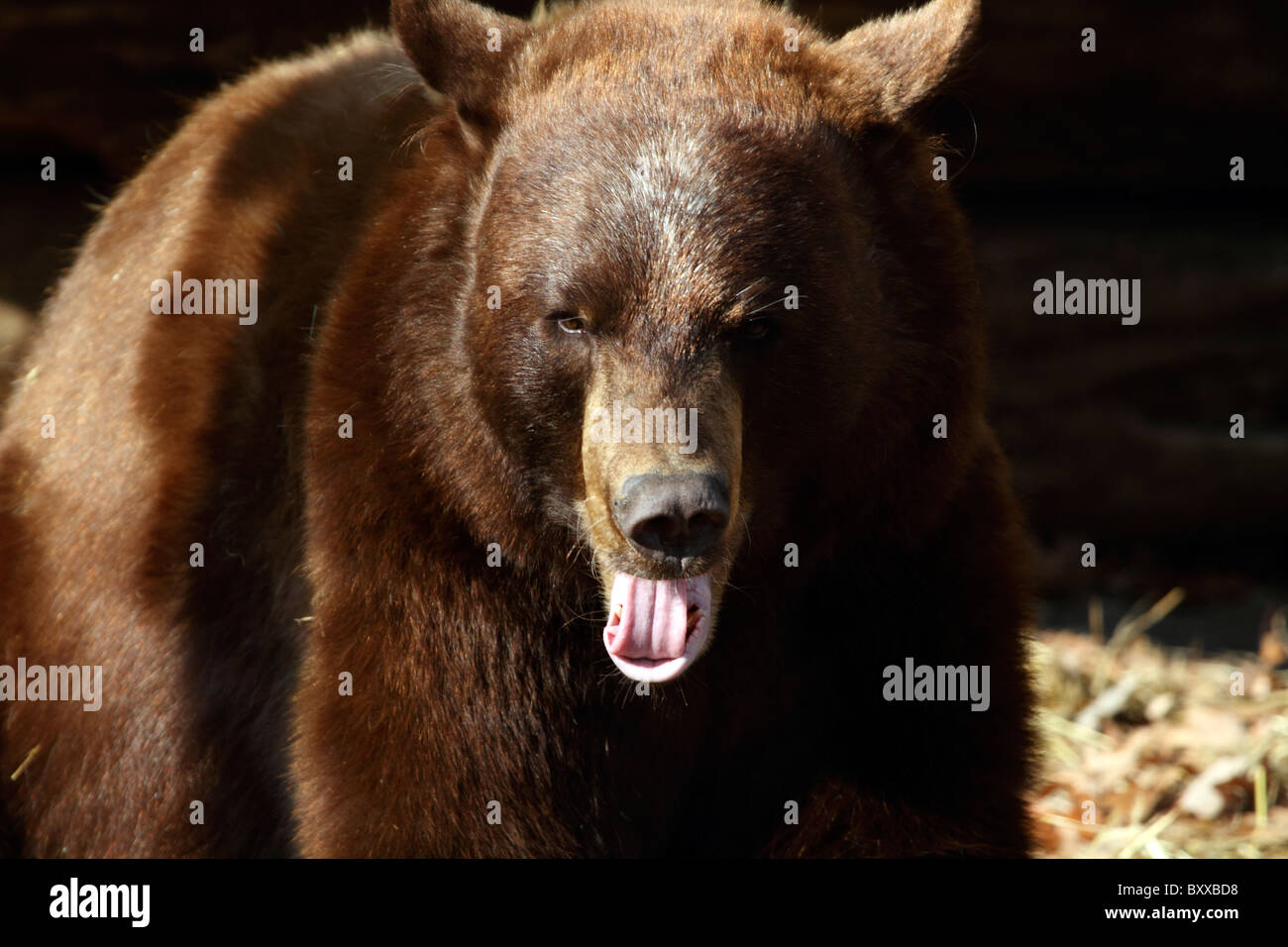 Un ours noir, Ursus americanus, à l'Trailsidfe Musées et Zoo, Parc d'état de Bear Mountain, New York, USA Banque D'Images