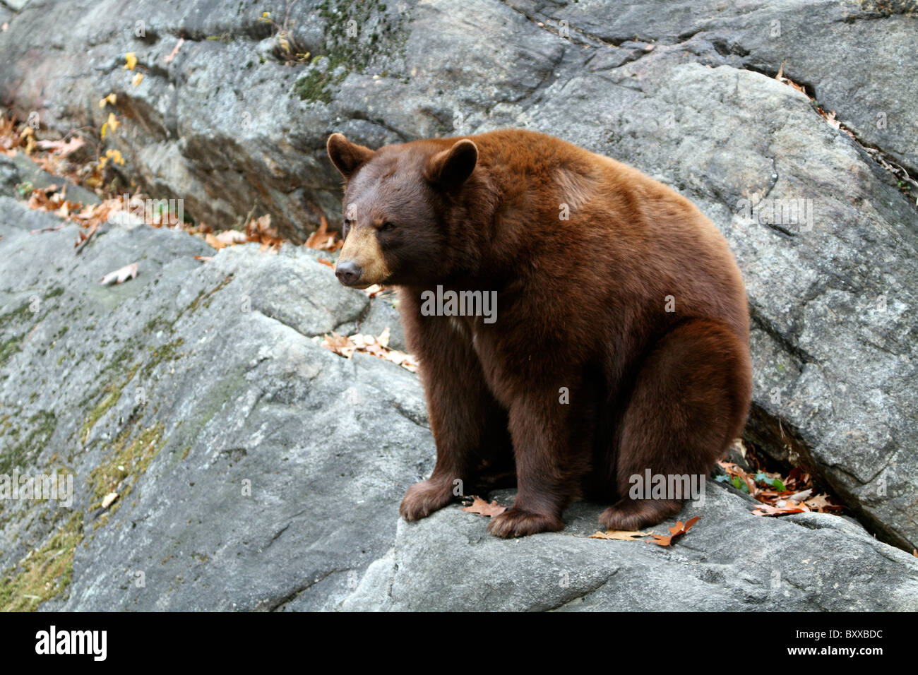 Un ours noir, Ursus americanus, au zoo, musées et Trailside Bear Mountain State Park, New York, USA Banque D'Images