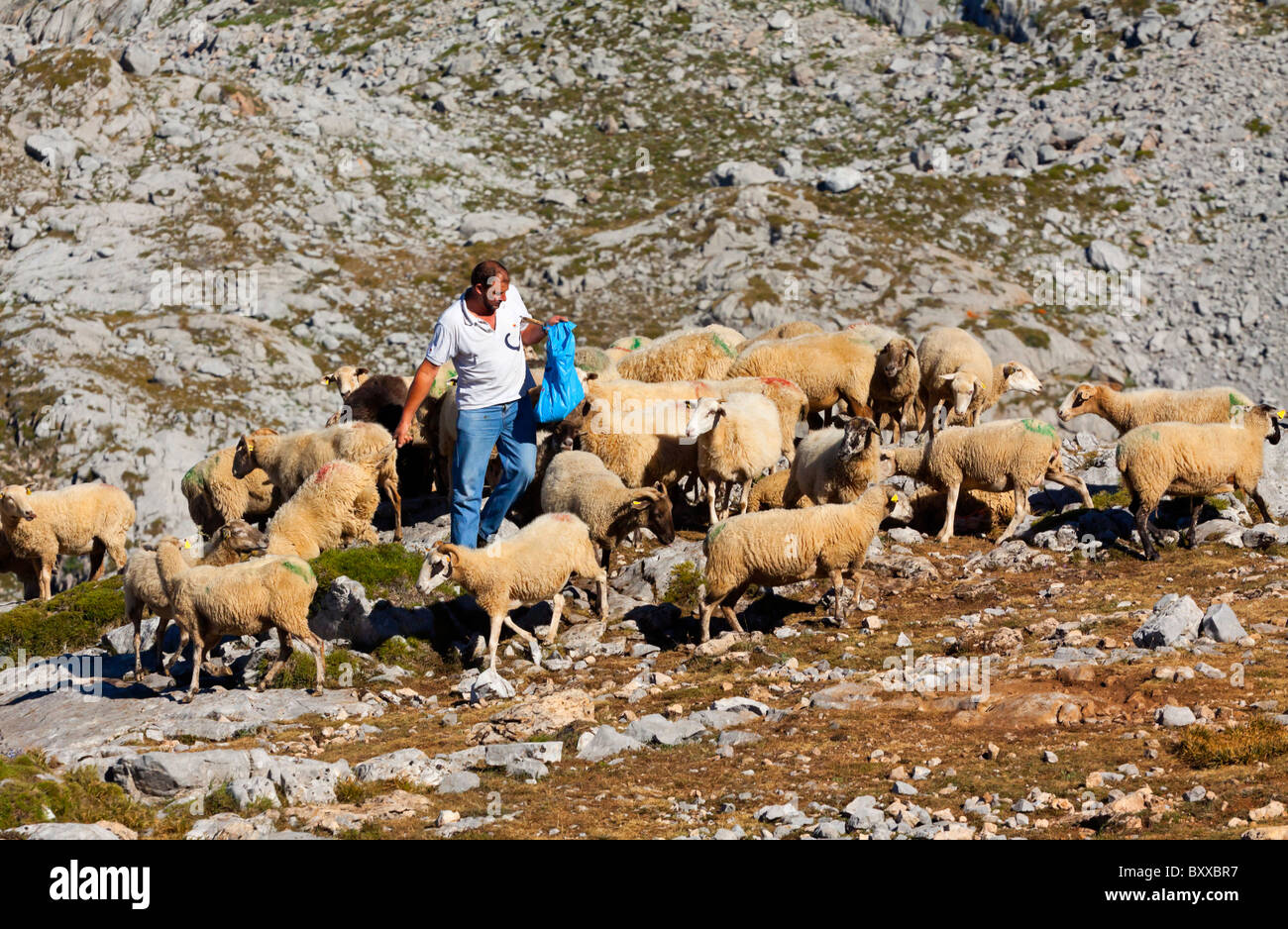 Alimentation Berger brebis de montagne à Fuente De dans le Parc National de Picos de Europa, au nord de l'Espagne Banque D'Images