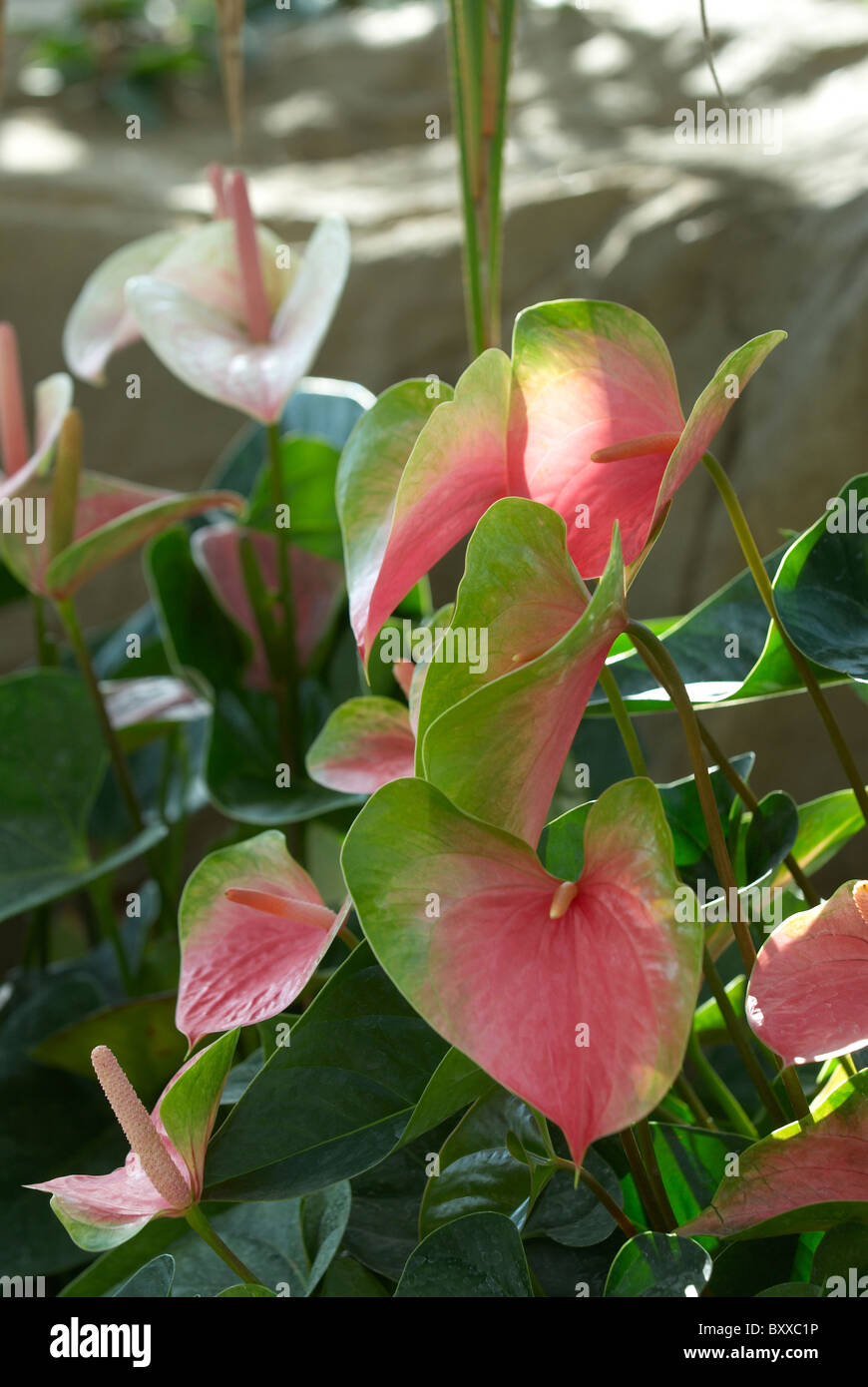 Fleurs Artificielles, Fleur De Flamant Rose, Anthurium