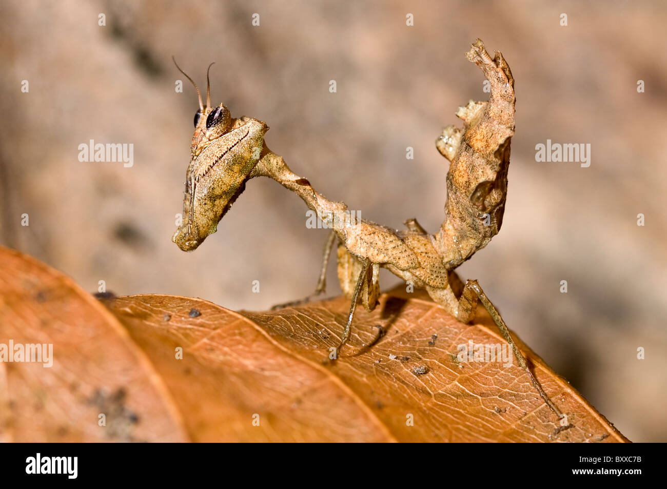 Leaf-Mantis Stagnomantis Tropical sp. de l'Equateur Banque D'Images