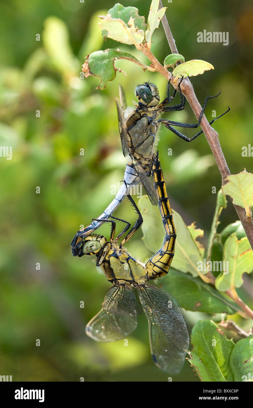 Black-Tailed cacellatum "Orthetrum libellules Skimmer' accouplement, Portugal Banque D'Images