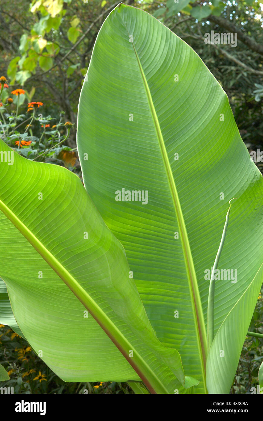 Musaceae bananier leaf Banque D'Images