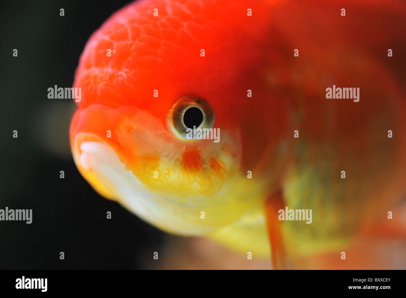 Tête de lion poissons rouges dans un contexte sombre dans un fishtank Banque D'Images