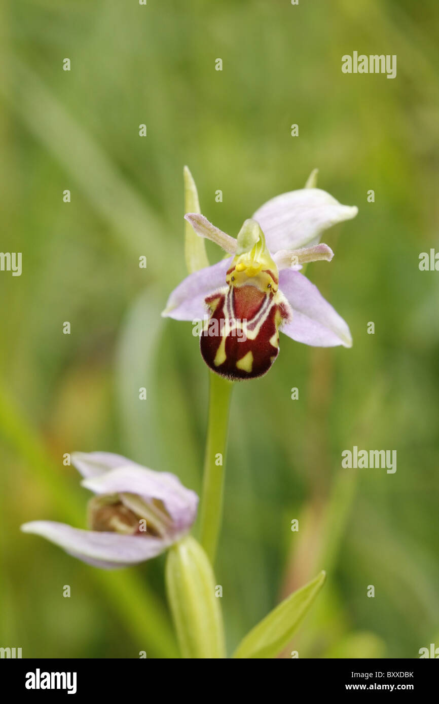 Bee Orchid flower Banque D'Images