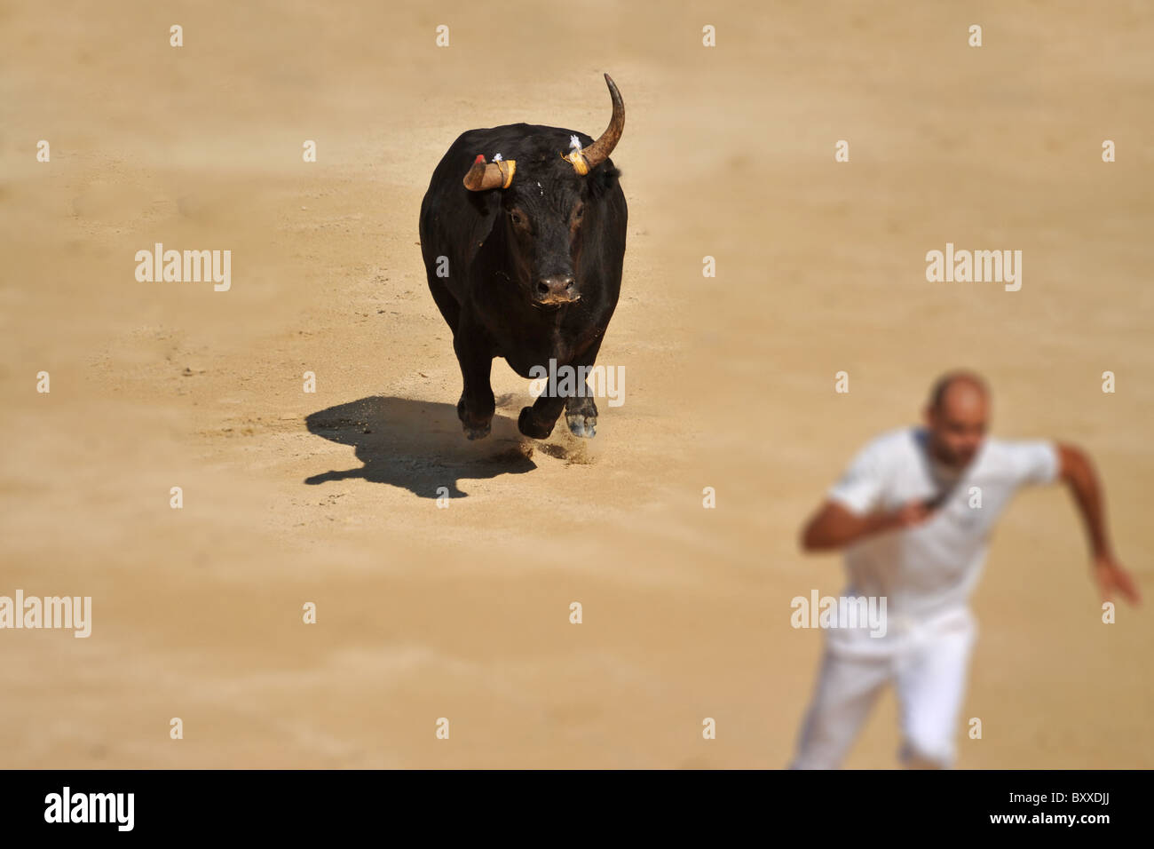 Furious bull dans l'arène d'exécution près d'un homme Banque D'Images