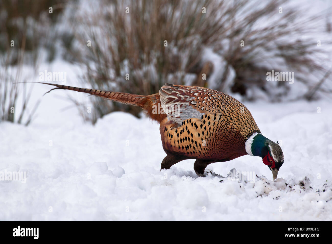 Alimentation Le faisan dans la neige. Banque D'Images