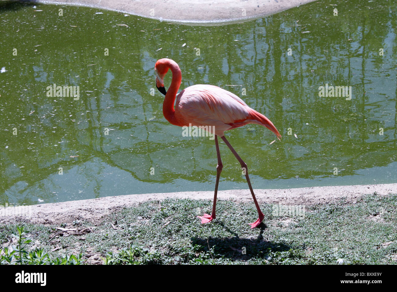 Flamingo au bord de la mer Banque D'Images
