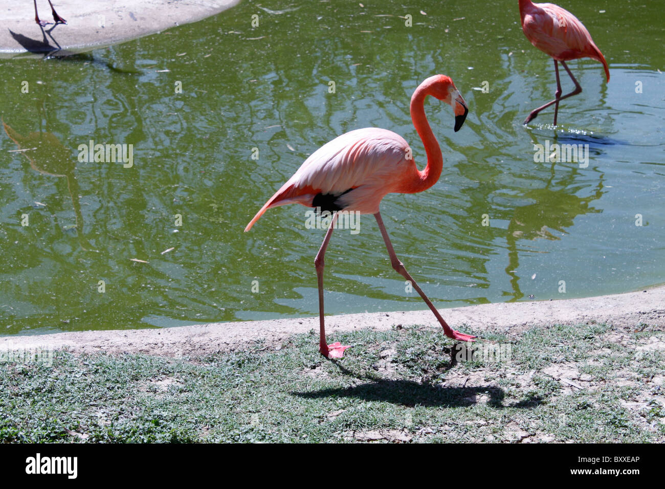 Flamingo sur mer Banque D'Images