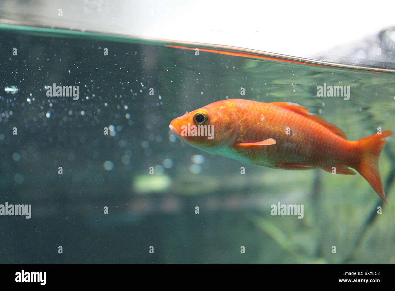 Les poissons rouges dans l'aquarium Banque D'Images