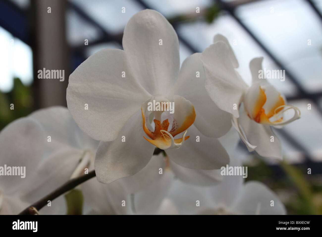 Orchidées Doritaenopsis blanc Banque D'Images