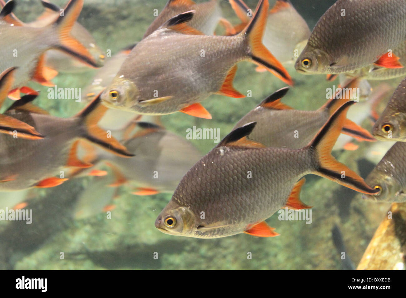 Banc de poissons dans l'aquarium Banque D'Images