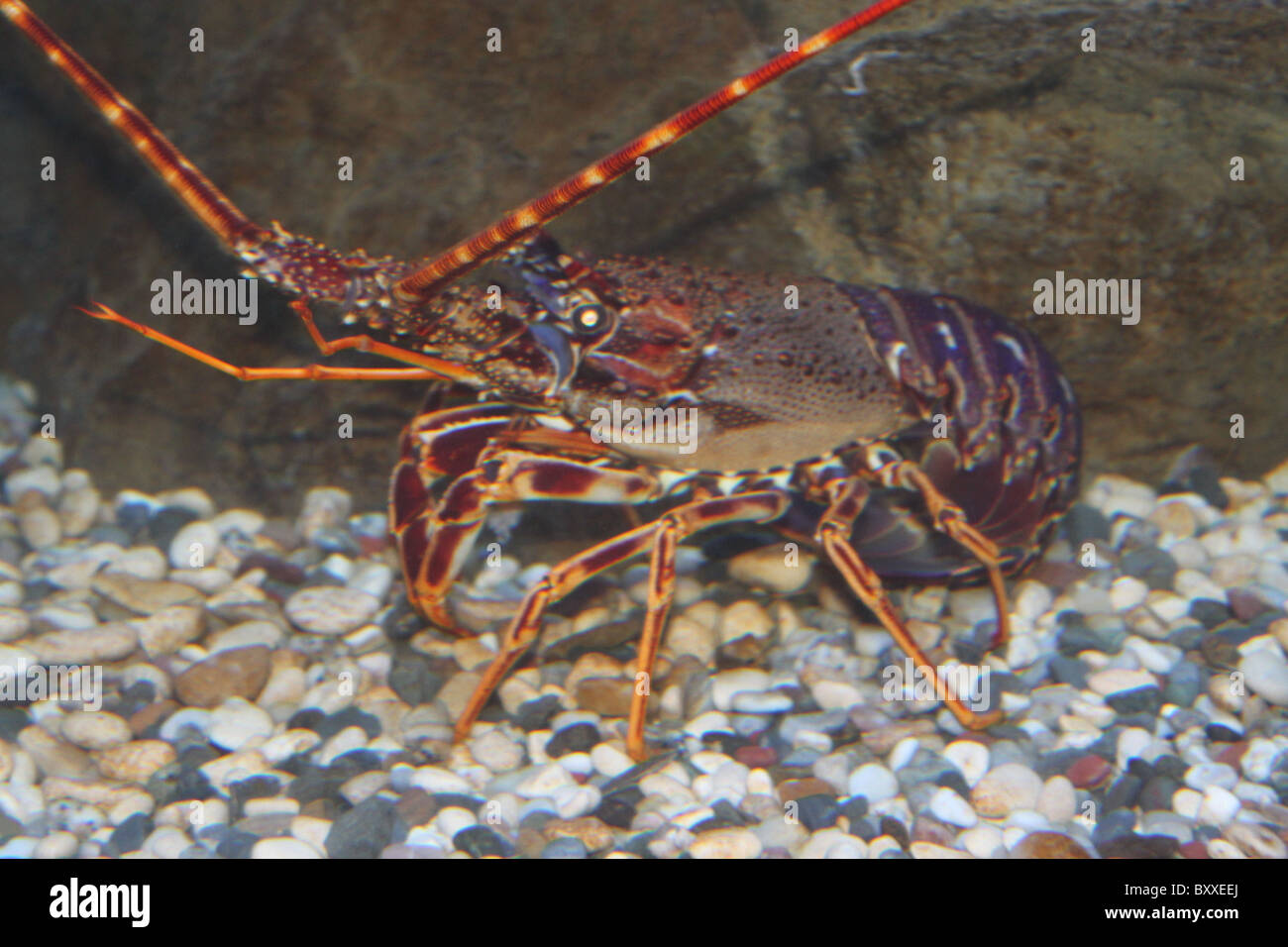 Le homard dans l'aquarium Banque D'Images