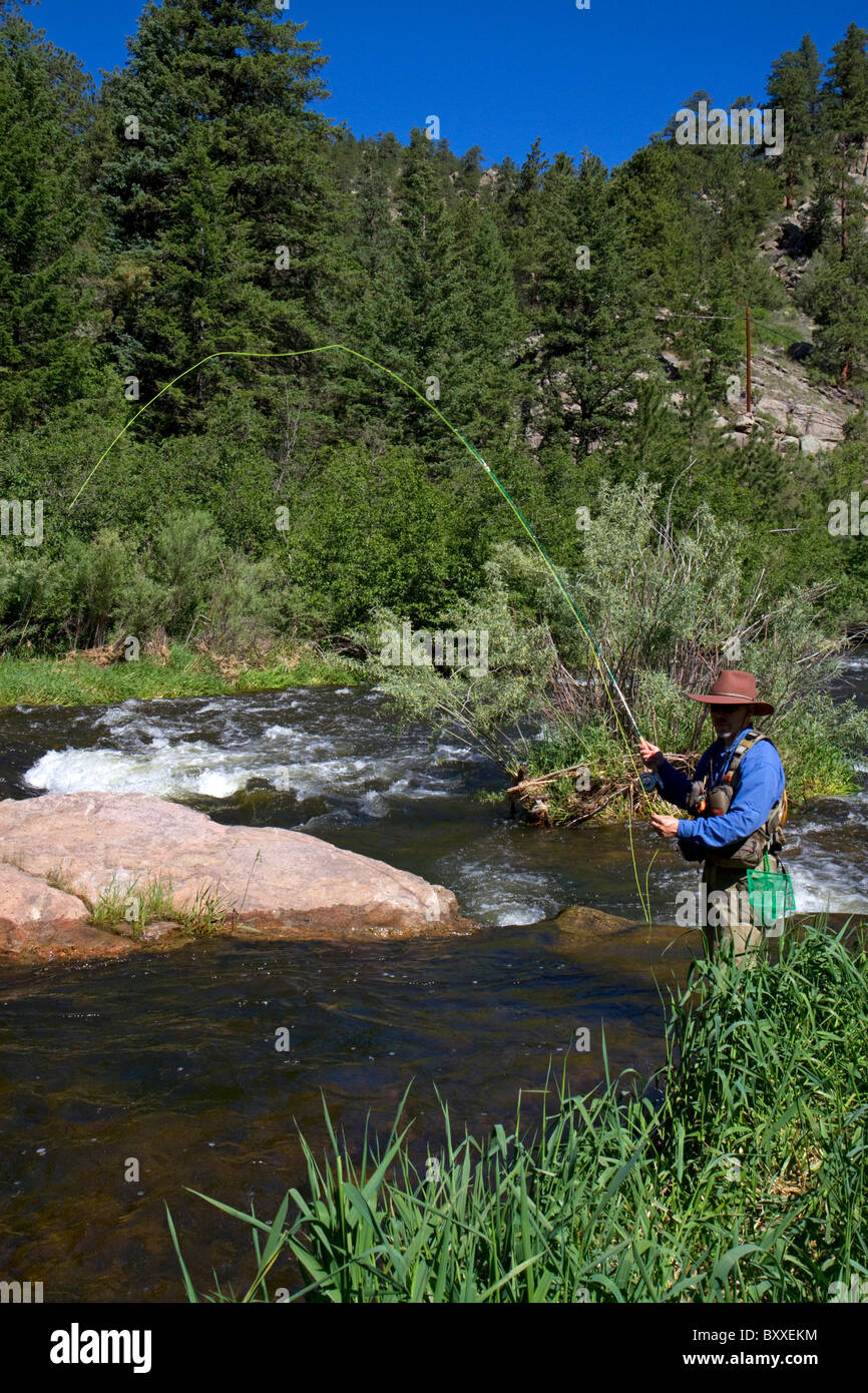 La pêche de mouche Big Thompson River près de Loveland, Colorado, USA. Banque D'Images