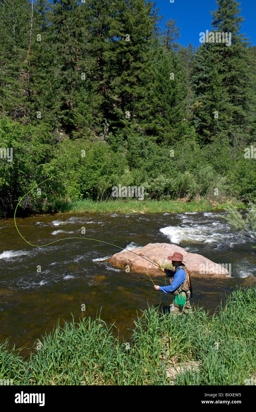La pêche de mouche Big Thompson River près de Loveland, Colorado, USA. Banque D'Images