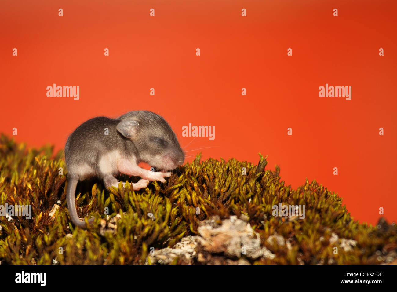 Un Bebe Souris Sylvestre Sur La Mousse Avec Un Fond Colore Photo Stock Alamy