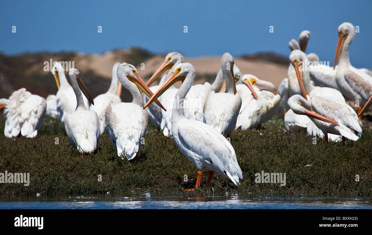 Pélican blanc (Pelecanus erythrorhynchos) Banque D'Images