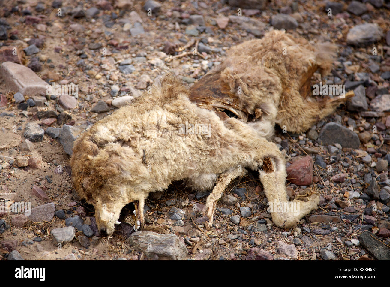 Coyote morts Banque D'Images