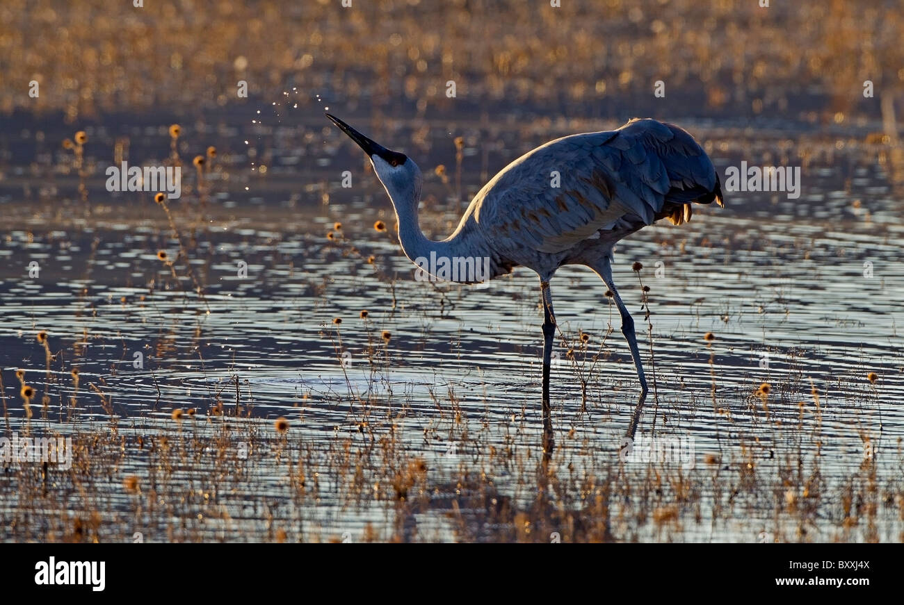 La grue d'alimentation, Bosque del Apache Banque D'Images