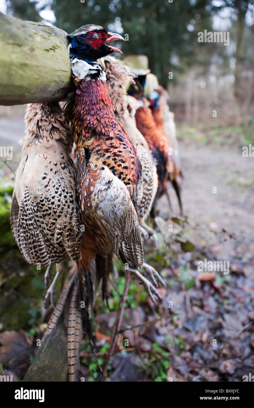 Le Pheasant Shoot Banque D'Images