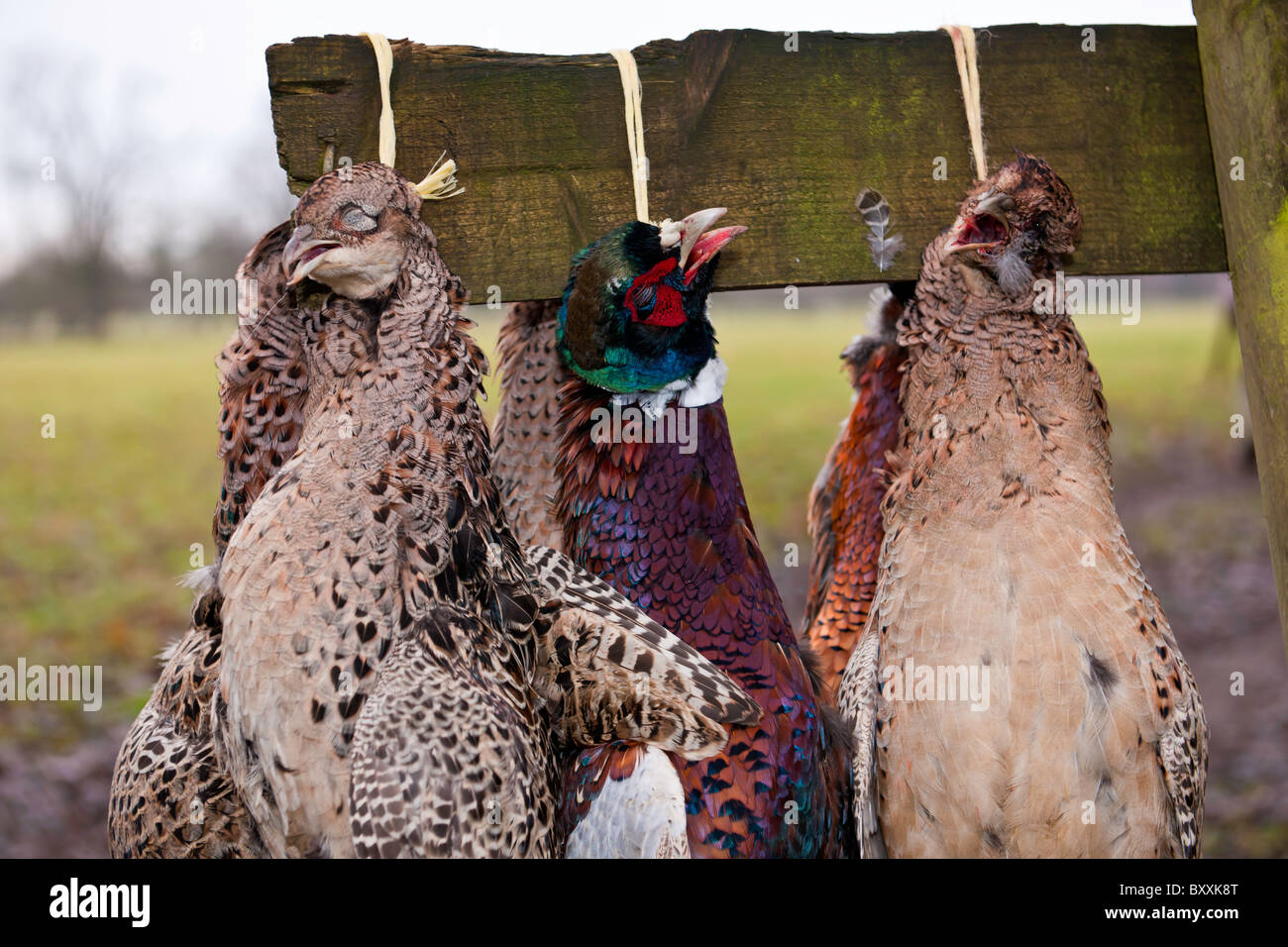 Le Pheasant Shoot Banque D'Images