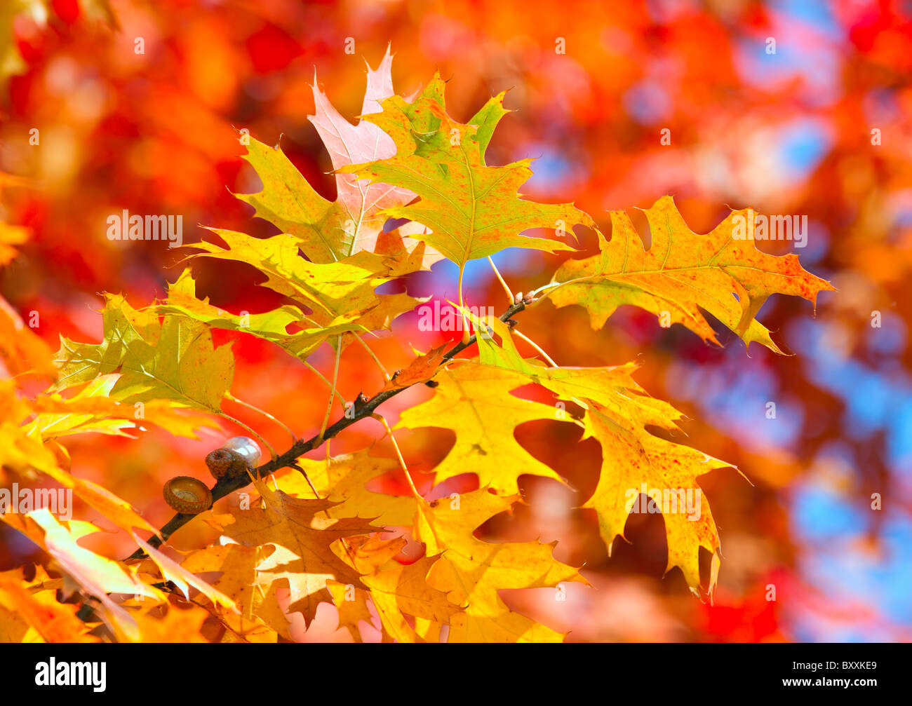 Les feuilles colorées d'automne Banque D'Images