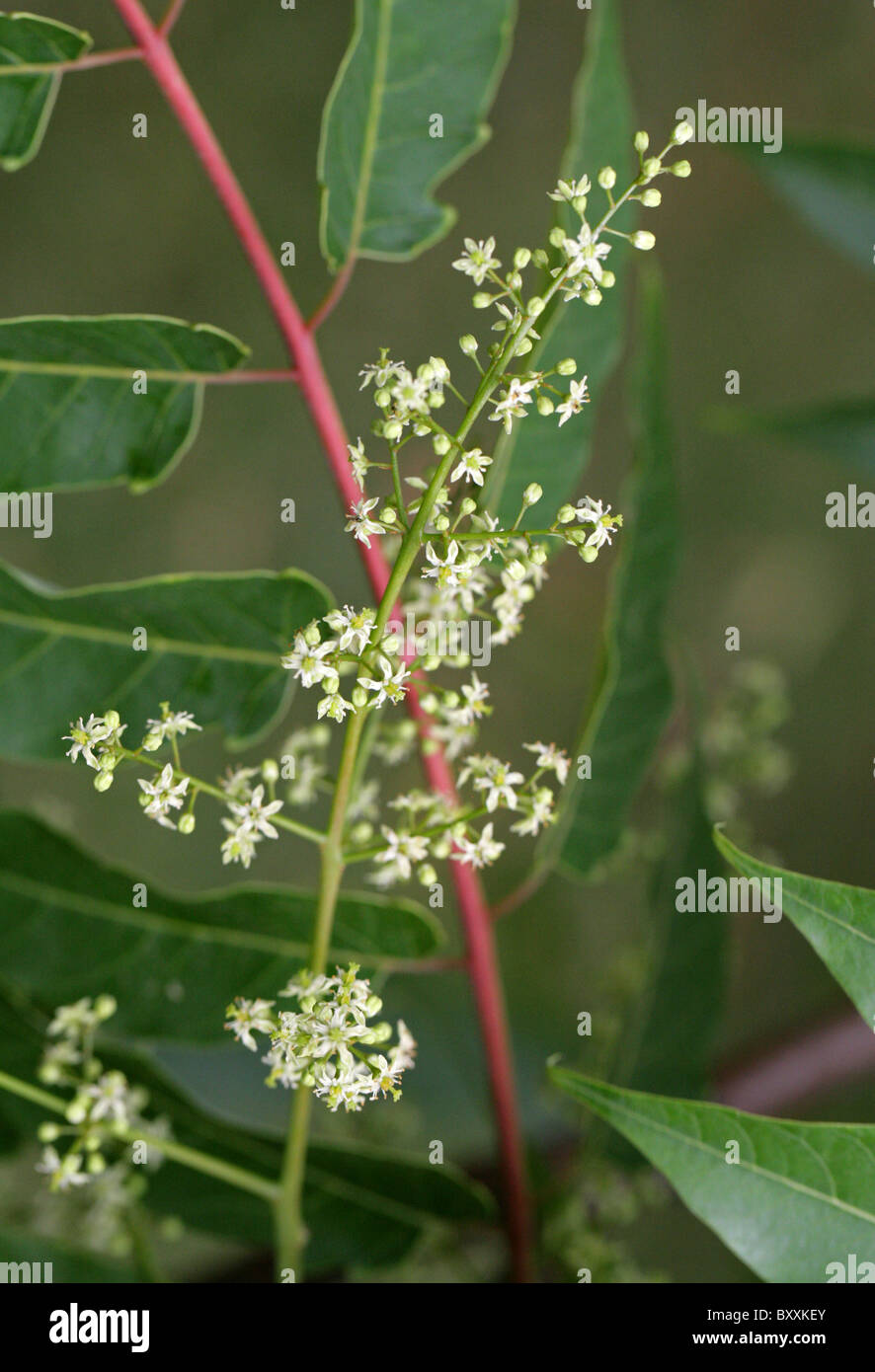 Arbre du ciel, Ailanthus, ou Chouchun, Ailanthus altissima var. tanakai, Simaroubaceae, Taïwan, l'Asie du Sud Est. Banque D'Images