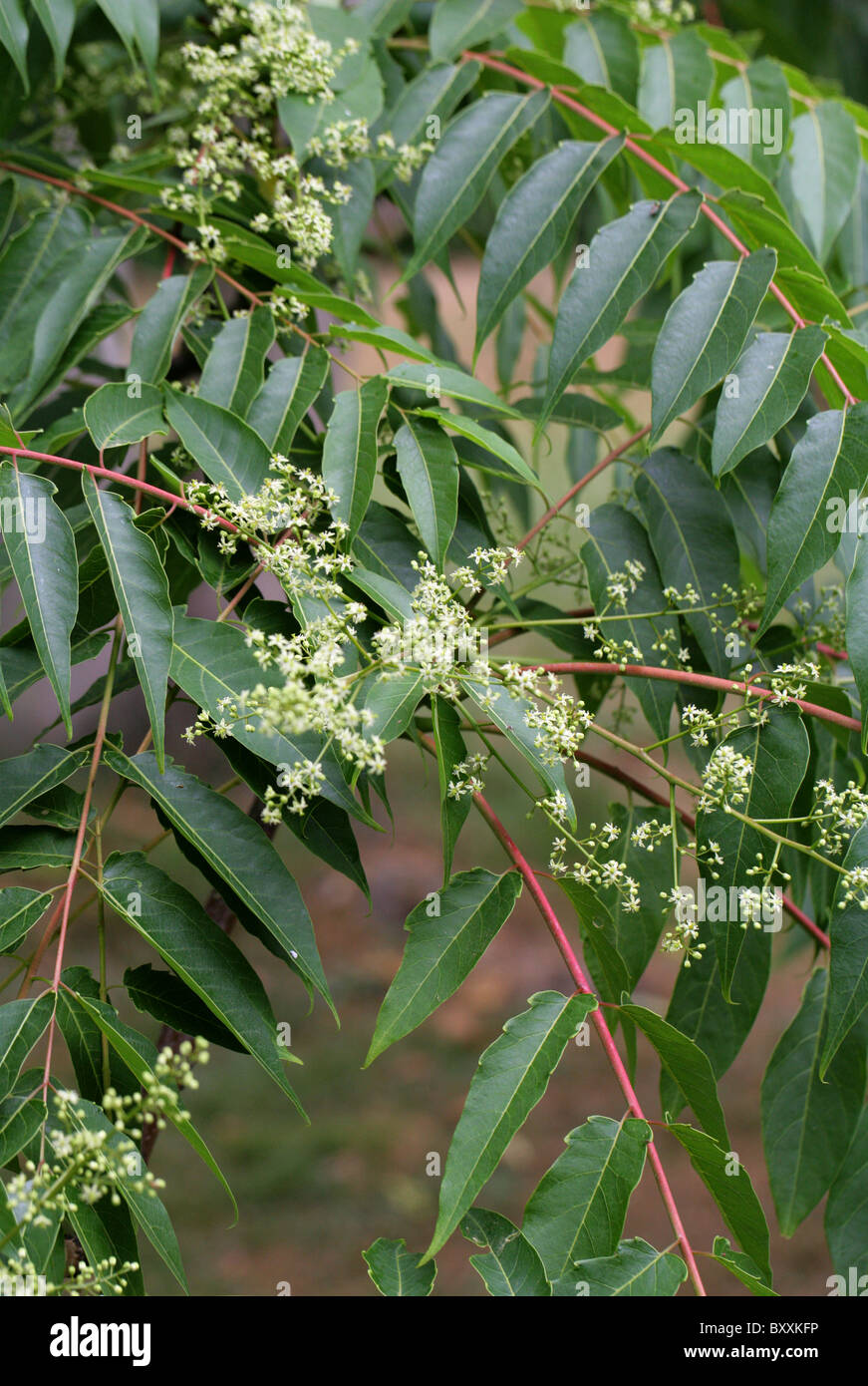 Arbre du ciel, Ailanthus, ou Chouchun, Ailanthus altissima var. tanakai, Simaroubaceae, Taïwan, l'Asie du Sud Est. Banque D'Images
