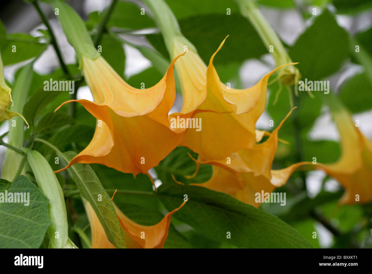 Anges Brugmansia x candida, trompettes, 'Grand Marnier', Solanaceae Banque D'Images