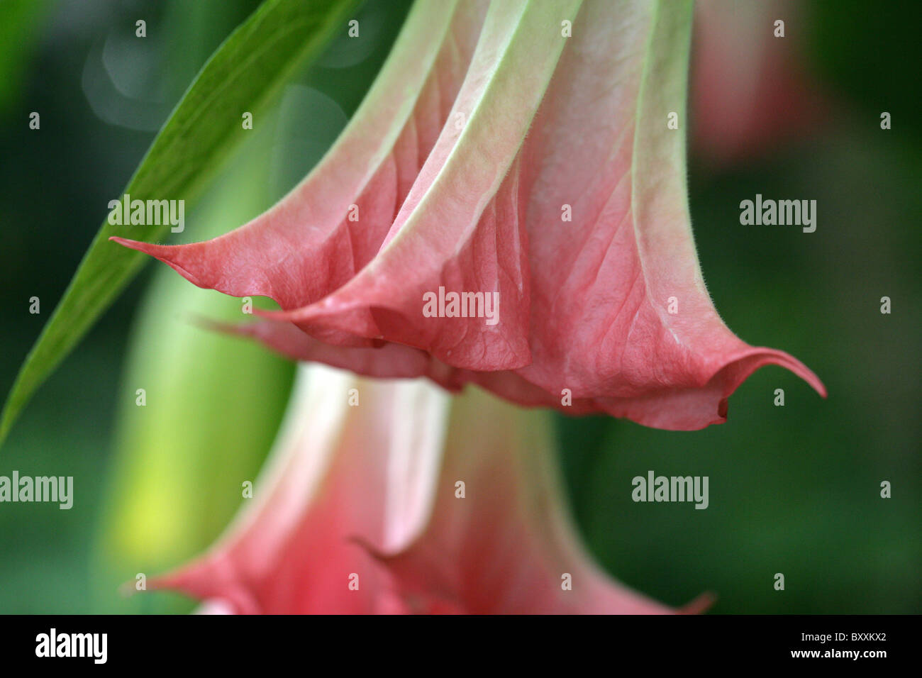 Ange Trompette, trompette de l'Ange rose ou Datura Brugmansia, x insignis 'Pink', Solanaceae, Amérique du Sud tropicale Banque D'Images