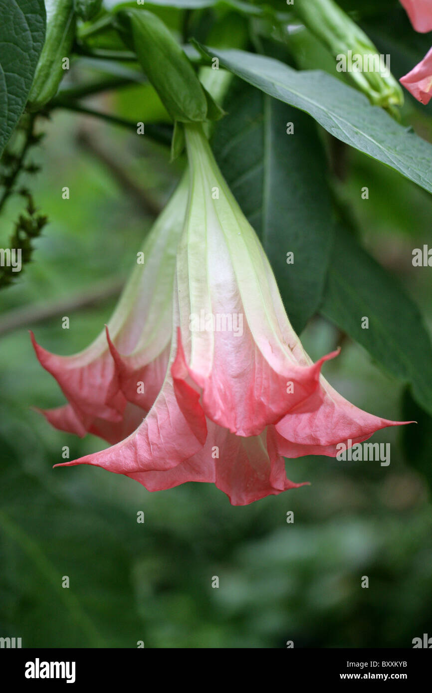 Ange Trompette, trompette de l'Ange rose ou Datura Brugmansia, x insignis 'Pink', Solanaceae, Amérique du Sud tropicale Banque D'Images