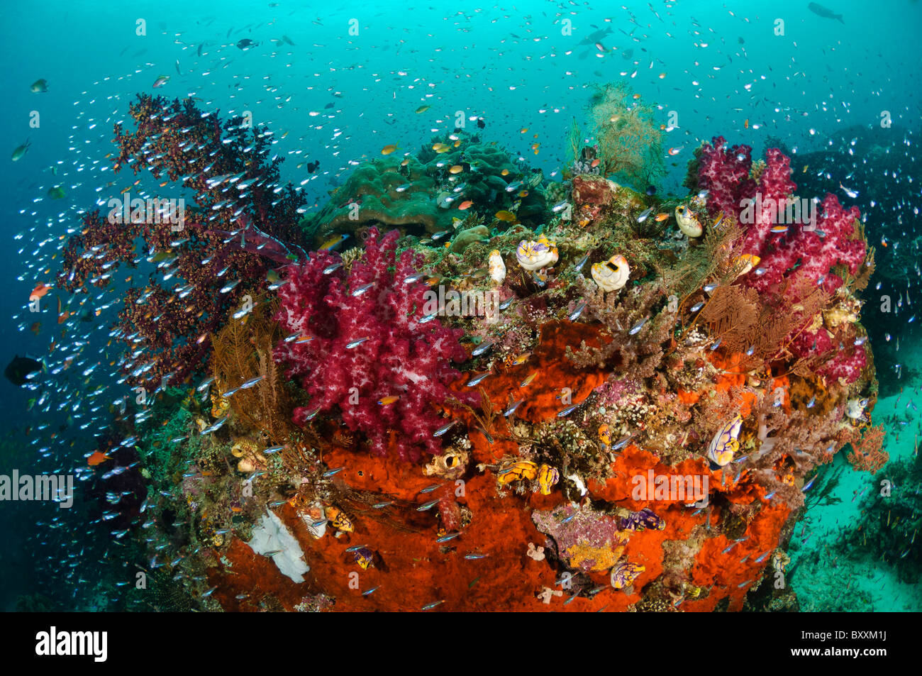 Récif de corail mou sain entouré par de petits poissons, les îles Raja Ampat, Papouasie occidentale, en Indonésie. Banque D'Images