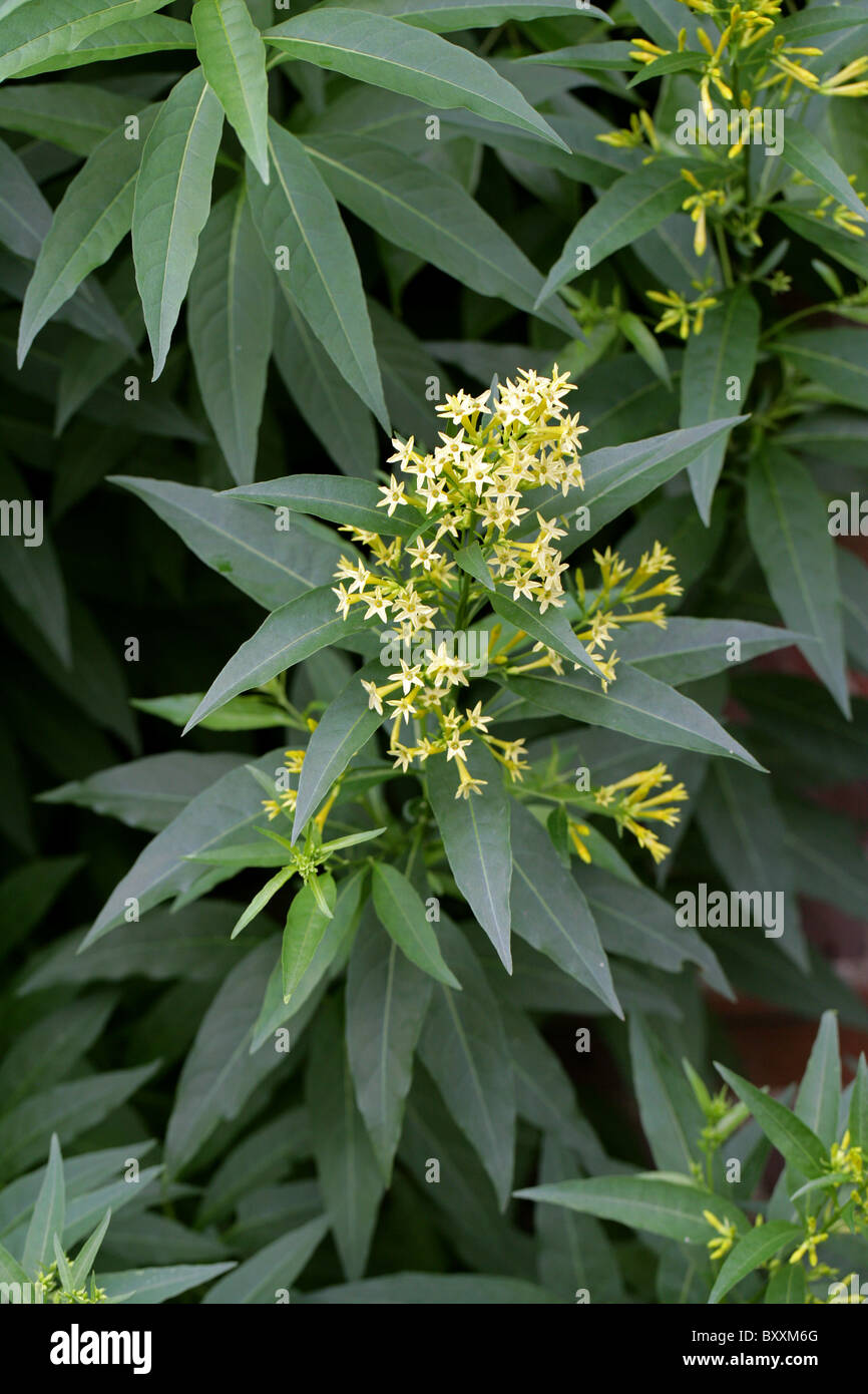 Cestrum vert ou chilienne, vert poison Berry, à feuilles de saule, Jessamine Cestrum parqui, Solanaceae. Banque D'Images