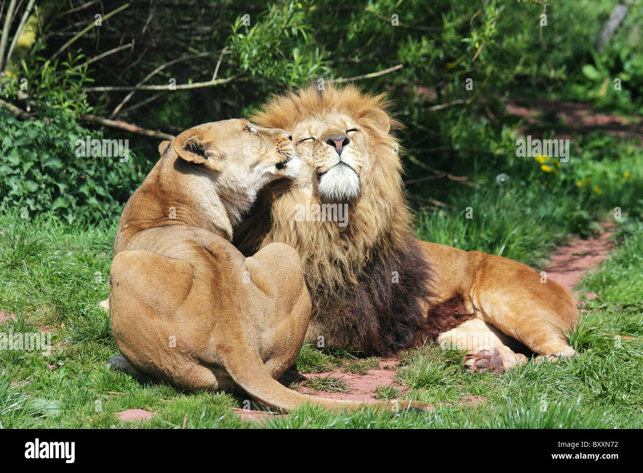 Le Lion Amoureux Banque D Image Et Photos Alamy