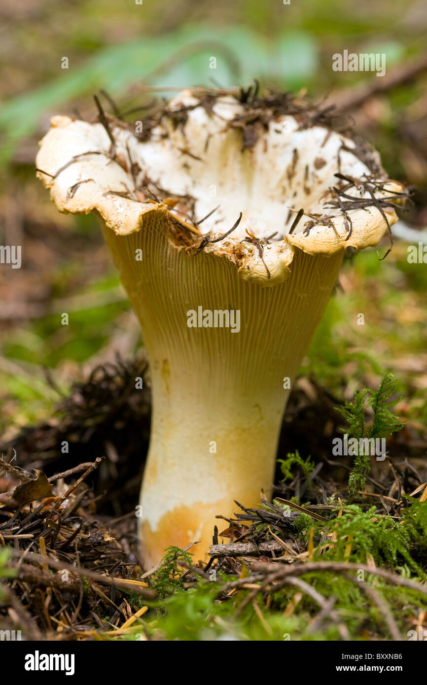 Cantharellus subalbidus Banque de photographies et d’images à haute résolution Alamy