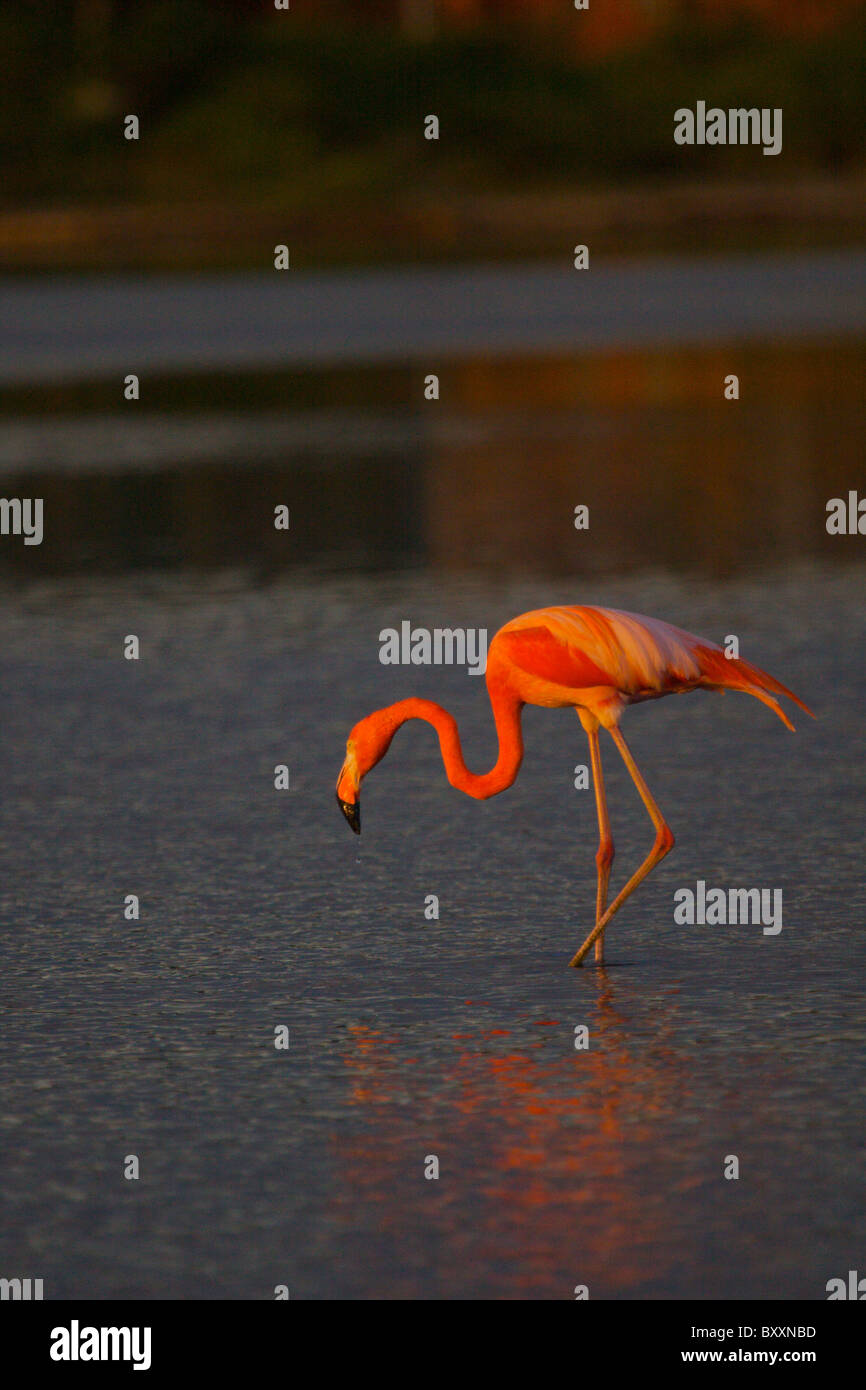 Flamant rose Bonaire Antilles néerlandaises Antilles néerlandaises Banque D'Images