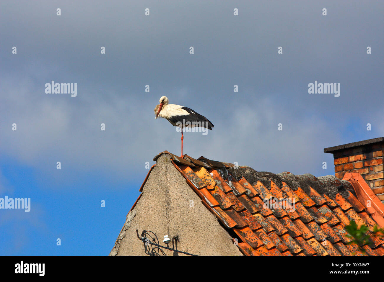 Cigogne sur le toit, Olsztyn, Pologne Banque D'Images