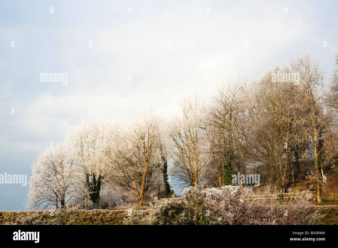 Painswick Rococo Garden à l'hiver, après une forte gelée, Gloucestershire, Angleterre, Royaume-Uni Banque D'Images