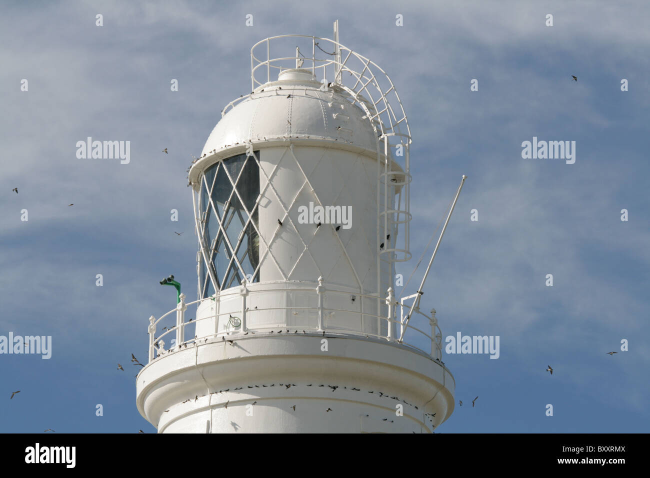 Portland Bill Lighthouse light avec la migration House Martins battant autour de la lumière. Banque D'Images